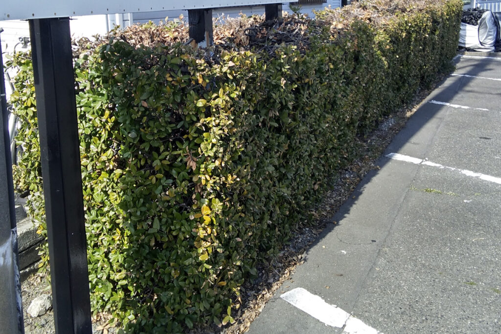 樹木を抜根しフェンスを取り付け