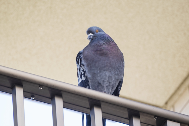 ベランダの鳩