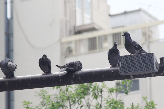 街中の鳩