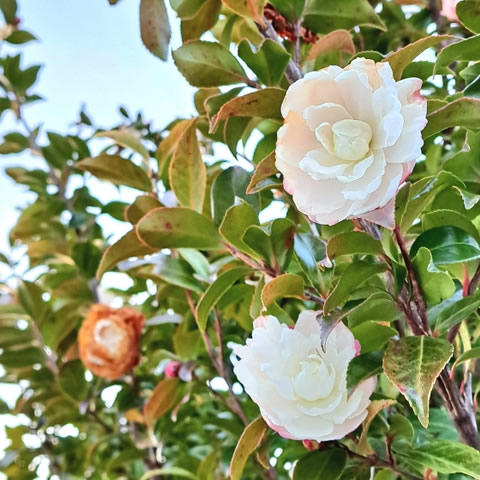 ツバキの花