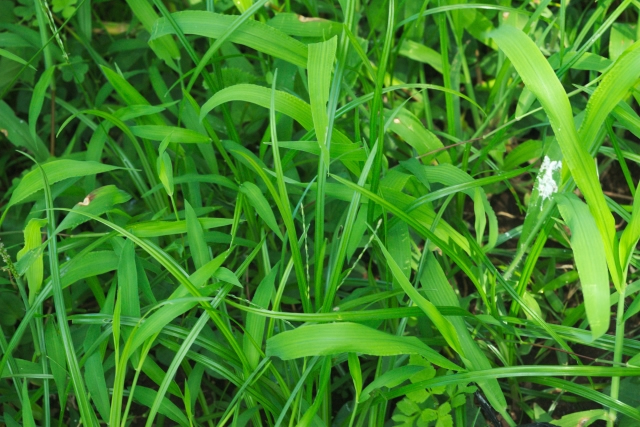 生い茂った雑草