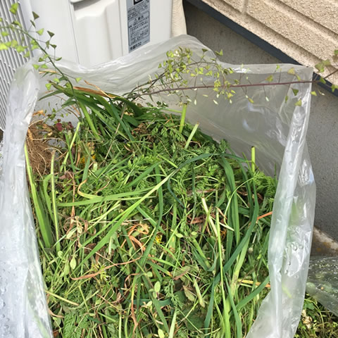 ゴミ袋に入った草