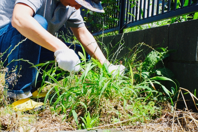 手で草刈り作業