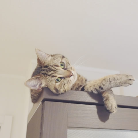 棚の上