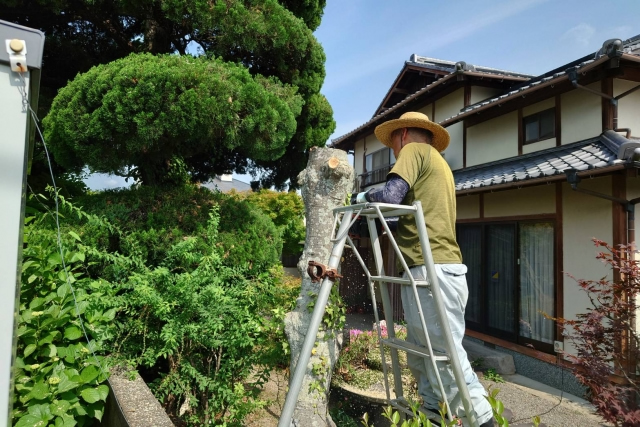 庭木の伐採