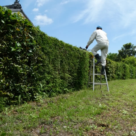 木々の剪定