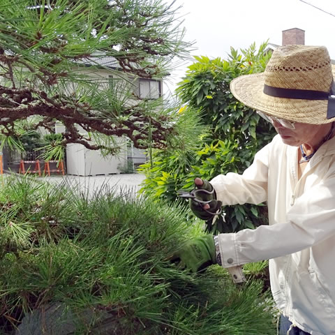 植木屋さんによる剪定作業