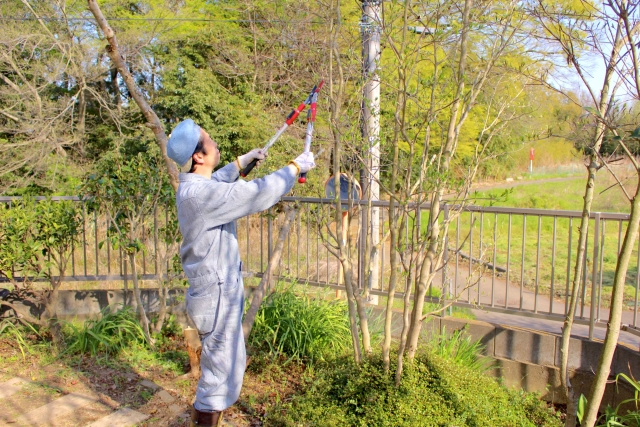 庭木の剪定