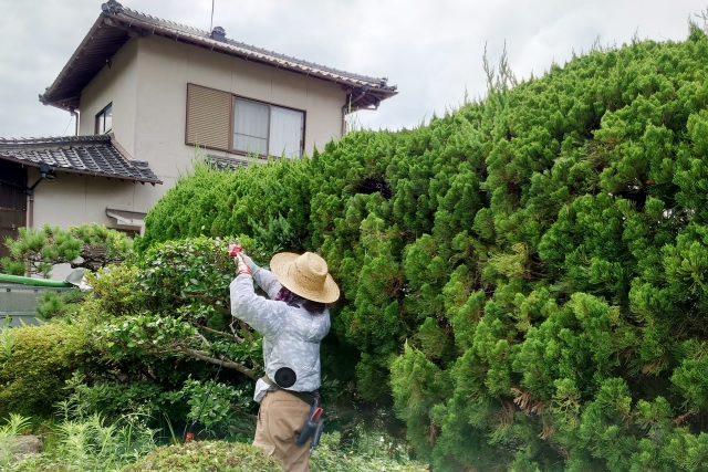 木の剪定