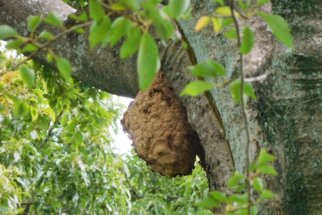 木に作られた蜂の巣