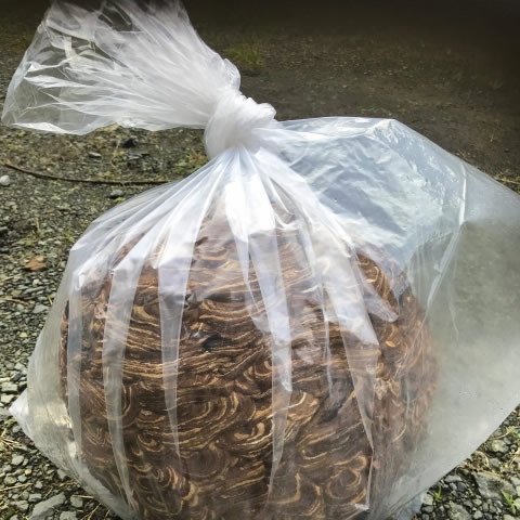 駆除した蜂の巣